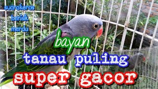 Download Lagu nuri tanau puling supeer gacor, MP3 Download Lagu nuri tanau puling supeer gacor, MP3
