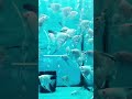 the queen of the ocean 🐟 angel fish 💦. #shorts #shortvideo #youtubeshort