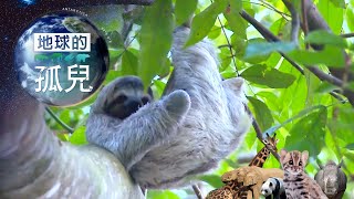 地球的孤兒 ~ 樹懶截肢浩劫  Orphans of the EarthOrphan Sloth Rescue【全集】白心儀