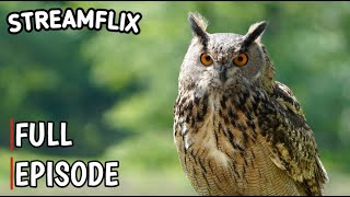 Wisdom of the Night: Unraveling the Enigma of Owls