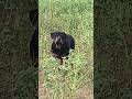 #rottweiler ☠️💀😳#dangerous dog #rottweiler lovers