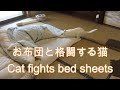 お布団と格闘する猫 Cat fights bed sheets