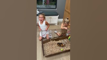 Dad catches girls playing with a guinea pig  #shorts