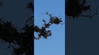 #Shorts #singing birds #morning birds musical sounds #birds sounds in india screenshot 5
