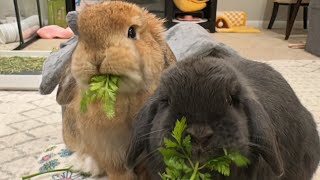 Rabbits Eating ASMR by Bella & Blondie Bunny Rabbits 864 views 3 weeks ago 6 minutes, 55 seconds