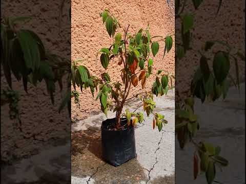 Video: Hojas de laurel que se caen - Razones para que se caigan las hojas de laurel