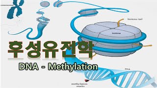 후성유전학-DNA methylation