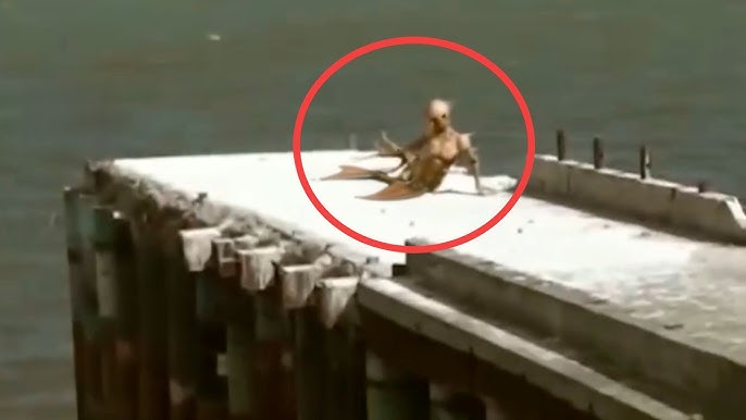 5 Mermaids Accidentally CAUGHT on Camera (Real!)