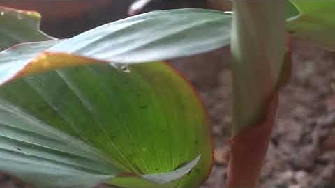 ngải đen huyền bí - NGAI DEN tri ung thu - ngải đen thần dược - ngải đen trị bệnh