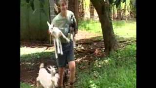 Kauai Community Upset Over The Slaughter Of Pregnant Goat Kauai Community Upset Over The Slaughter Of Pregnant Goat