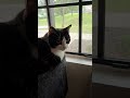 The Adventures of Little Huntress Cookie - Part #11 - Somedays are just slow! #catshorts #cat