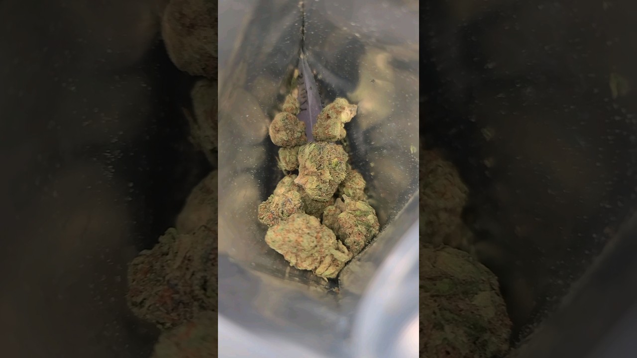 animal mintz x sfv by stiiizy