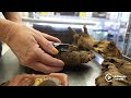 County Critters on the Job: Natural History Museum Beetles