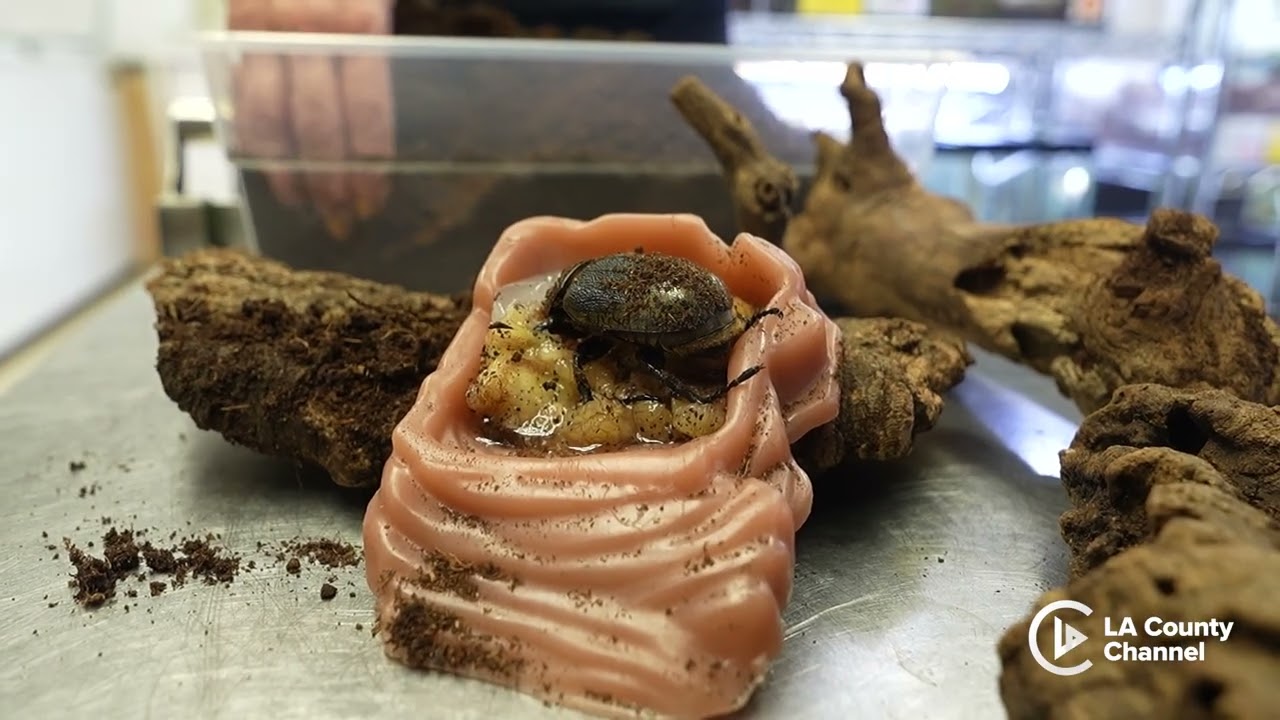 County Critters on the Job: Natural History Museum Beetles