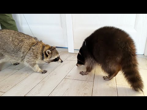 Raccoon Timofey throws guests out of the house in hysterics / Raccoon Gora meets with Notya