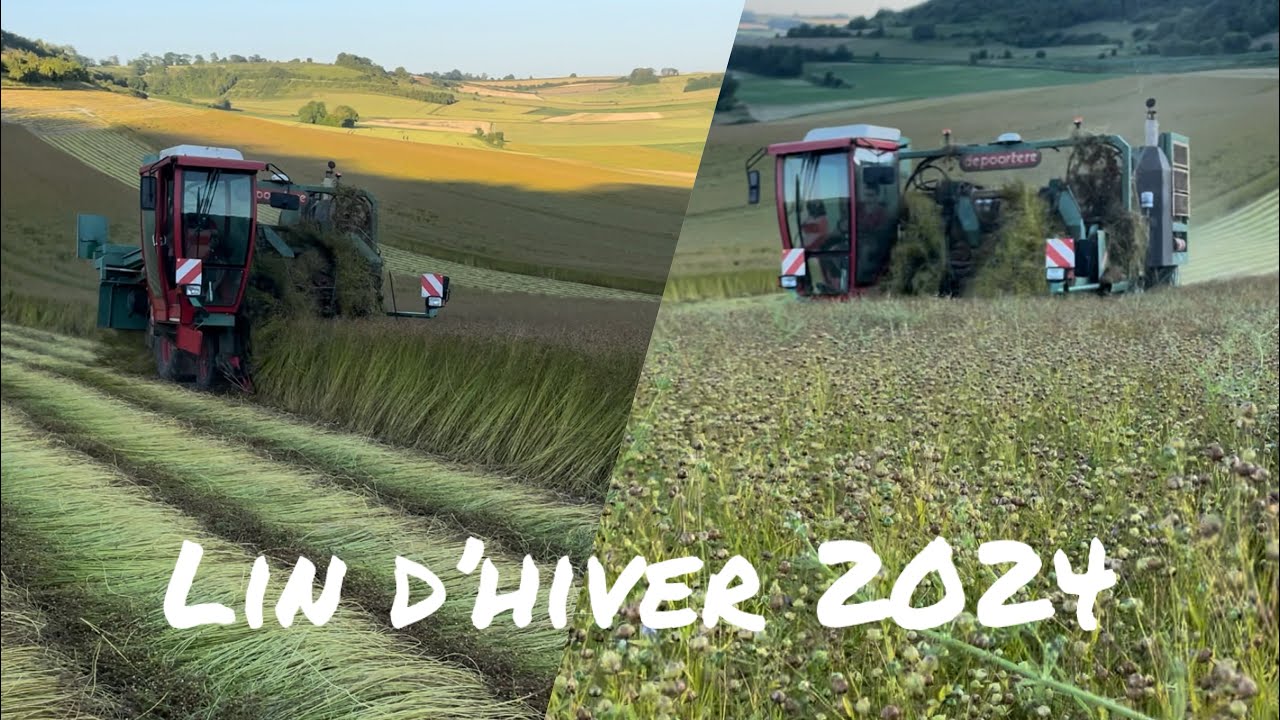 Arrachage du lin d'hiver