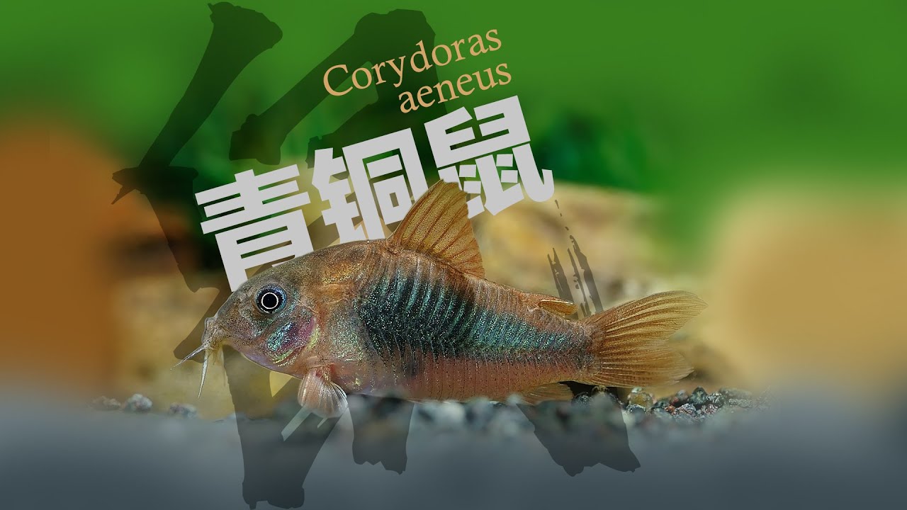 Corydoras aeneus，CW78，青铜鼠，咖啡鼠- YouTube