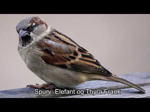 Spurv: Elefant og Thyra Frank