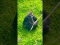 Like and subscribe #travelfreak1979 #godisgood #travel #nature #animals #viralvideo #travelvlog