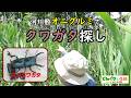 河川敷オニグルミでクワガタ探し【クルミの木】長野県安曇野市