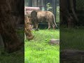 #shorts ロアくん　ライオン　大森山動物園にて　2026年9月20日