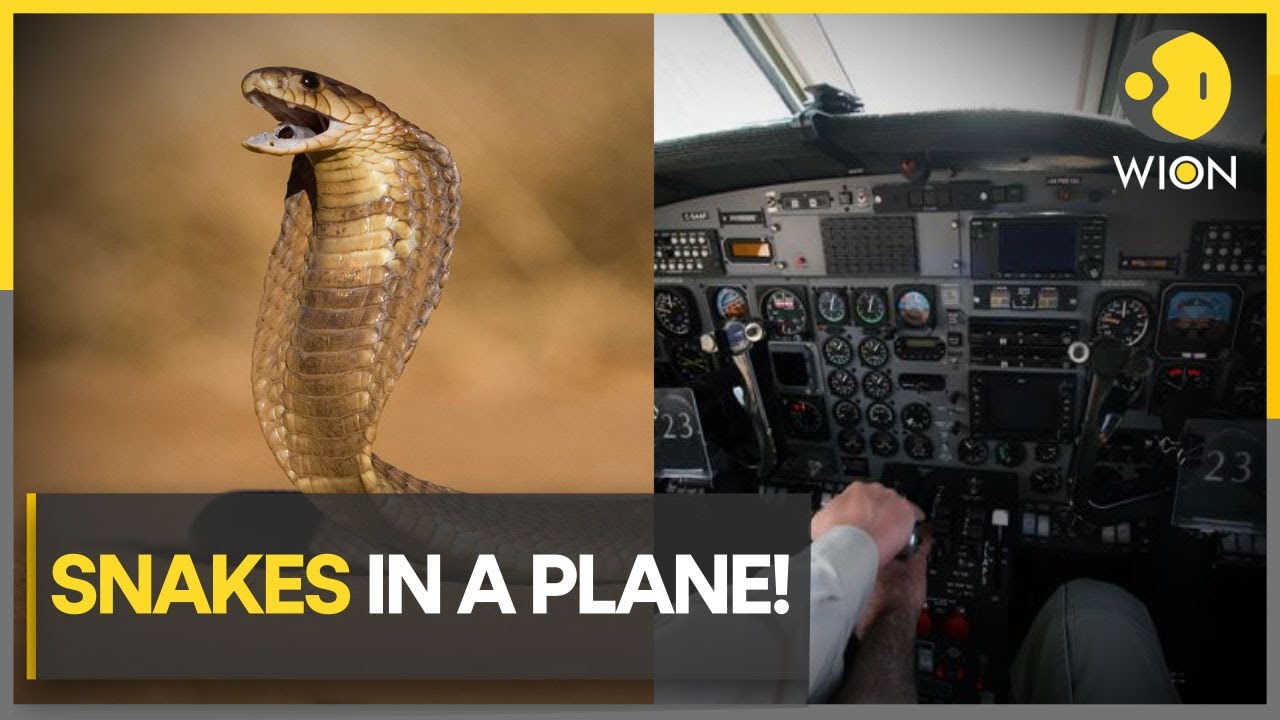 South Africa: Pilot experiences real 'snakes on a plane' moment | Latest World News | WION