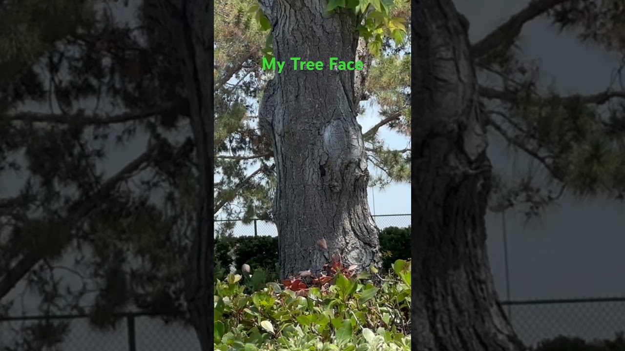 My Tree Face is a Poodle 🐩