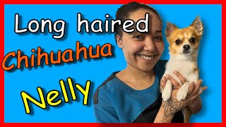 Dog Grooming a Long haired Chihuahua