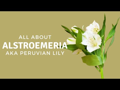 Vídeo: Alstroemeria Dourada