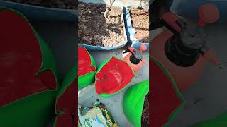 GROW BAG READY Gardening Ke Liye Mitti Kaise Tayaar Kare | Perfect Soil Mix Formula 🌱