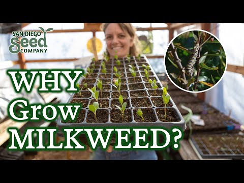 Video: My Milkweed Won’t Flower: Cách Nhận Hoa Milkweed