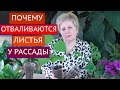 ВНИМАНИЕ! ПОЧЕМУ ОПАДАЮТ ЛИСТЬЯ РАССАДЫ И ЧТО С ЭТИМ ДЕЛАТЬ!