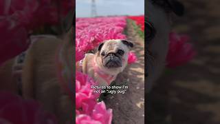 Pictures to show I’m NOT an “UGLY PUG”  #pug #dog #beautiful #shorts