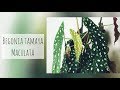 Begonia tamaya maculata tout savoir de a  z