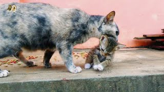 Mom Cat Bring Kitten By Mouth When They Eating Outside