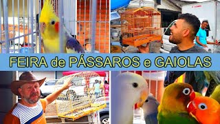 Feira de Pássaros e Gaiolas do Cordeiro 29/10 Parte 1 #passaros #criarpassaros #feiralivre