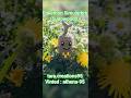 🥰 Pokémon Simularbre 🌱 ( Sudowoodo) vinted : athena-95