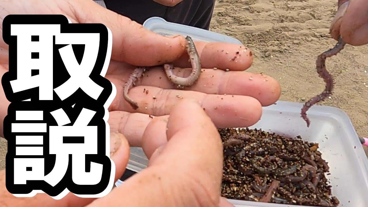 【キス釣り】エサの付け方次第で魚が釣れ続く　生涯最高で最強な釣果を叩き出す方法とは？