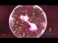 Neutrophil Extracellular Trap