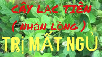 CÂY LẠC TIÊN ( nhản lồng ) HƯỚNG DẪN CÁCH DÙNG & LIỀU DÙNG CHỮA BỆNH