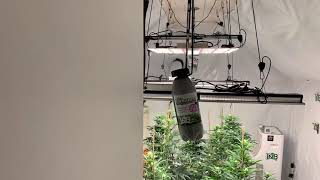 In the Peg City Cannabis Grow Rooms - Day 20 of Flower.