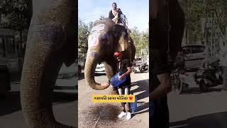 A local guy feeding water to a thirsty elephant.😍🫡#elephant #elephants #elephantvideo #animals