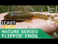 New fishlab nature series flippin frog  icast 2022
