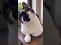 💩の件で真面目に話し合ったけど、多分分かってない#shorts #cats #cat #cute #猫