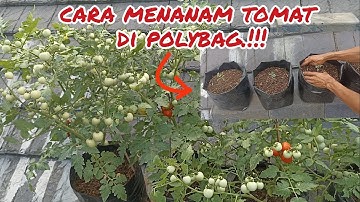 cara mudah menanam tomat rampai agar berbuah lebat.#tomat #tomato #garden