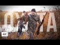 Охота на Фазана с Собакой. Ходовая Охота c Молодым Дратхааром. Pheasant Hunting 2020. ENG SUB