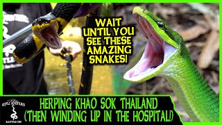 HERPING KHAO SOK THAILAND (Then winding up in the hospital) - Adventures in THAILAND (2020)
