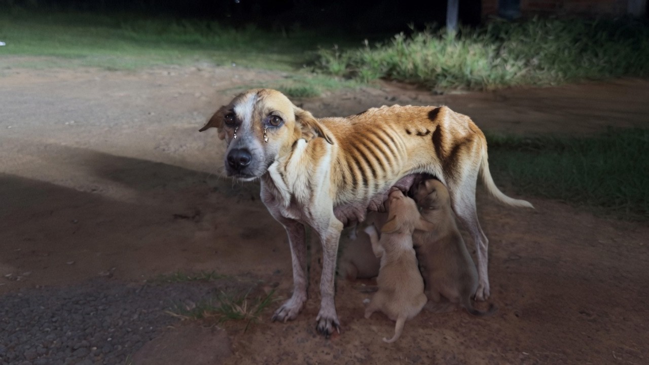 Starving Without Milk, The Mother Dog Was Begging Passersby To Save Her ...