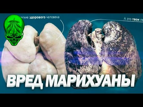 МАРИХАУАНА ВРЕД ИЛИ НЕТ? Вред Курения Марихуаны. Факты о марихуане