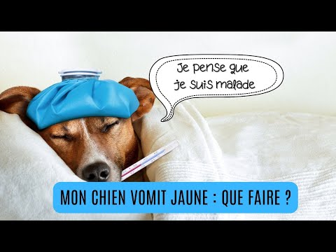 Vidéo: Soins de la peau pour un bouledogue anglais